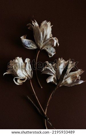 dry flowers lily close up on dark brown  background . macro flower.Minimal floral card. interior poster