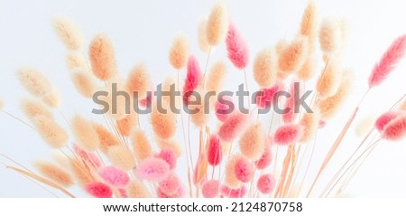 
Dry flowers on a white background close-up. Banner