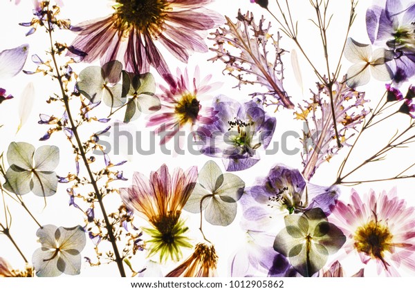 Dry Flowers On White Background Stock Photo (Edit Now) 1012905862