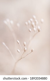 Dry flowers plant floral branch on soft beige pastel background. Blurred selective focus. Pattern with neutral natural colors.