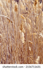 Dry flowers reed as beauty nature background, Abstract natural backdrop. Reeds grass or pampas grass outdoors with daylight, life style tranquil scene, dried trendy wild plants. Soft focus, vertical