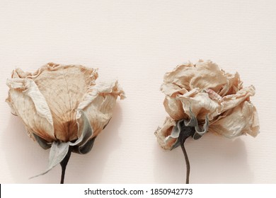 dry flowers rose close up on beige neutral background . Minimal floral card. interior poster - Powered by Shutterstock