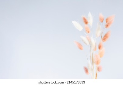 Dry fluffy bunny tails grass on neutral light background. Tan pom pom plant herbs. Abstract Floral card. Poster with copy space for text. Selective blurred focus.