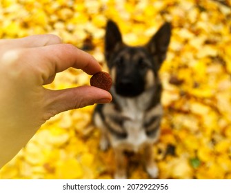 Dry food in hand against the background of a German shepherd puppy in an autumn park. A woman trains the dog to perform komada with the help of food. Selective focus.  - Powered by Shutterstock