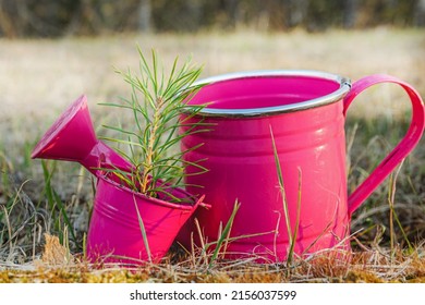 In A Dry Forest, A Spruce Seedling Is Grown In A Small Bucket. Forest Restoration.