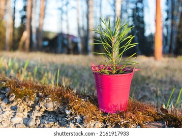 In A Dry Forest, A Spruce Seedling Is Grown In A Small Bucket. Forest Restoration.