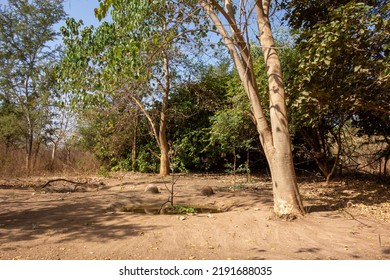 Dry Forest In West Africa With Large Trees And Shadows