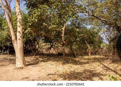 Dry Forest In West Africa With Trees And Shadows