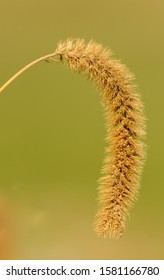 Dry Fox Tail Grass (millet) Flower Isolated On Green