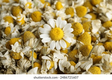 Dry and fresh chamomile flowers as background, closeup