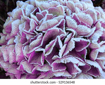 Dry Frosty Purple Pink Hydrangea Or Hortensia Flower  In The Garden Covered With Frost.