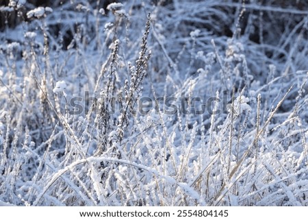 Similar – Image, Stock Photo Hoarfrost covered dried up garden plant