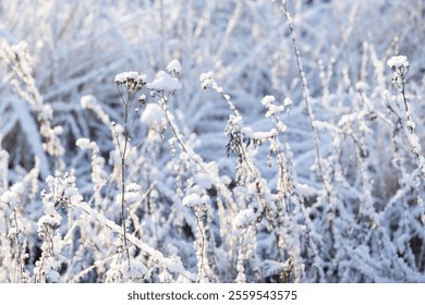 Dry frozen tansy flowers are in a snowdrift, close up photo with selective soft focus, natural background photography taken at the coast of Baltic Sea on a sunny winter day - Powered by Shutterstock