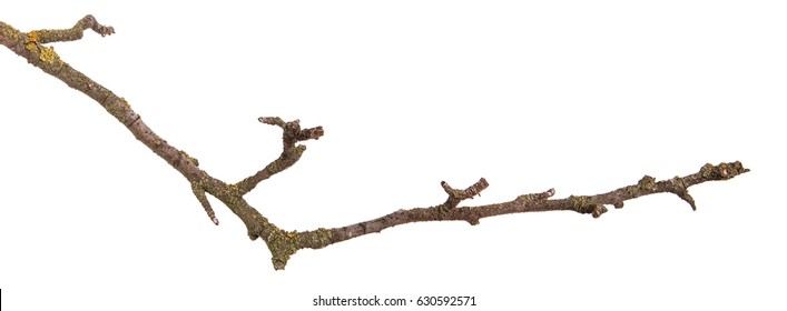 Watercolor Dry Tree Branches Twigs Set Stock Illustration 327000986