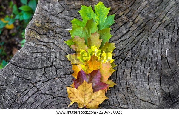 dry golden yellow green red leaves on car\
mirror or lateral window,raindrops wet autumn fall mood.life stage\
age changes of maple leaves.from green to dry yellow.cutted tree\
trunk.cloudy rainy day car