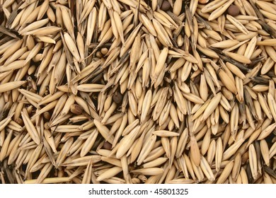 Dry Grain Oats. Avena Sativa.