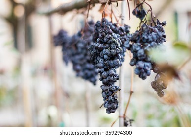 Dry Grapes