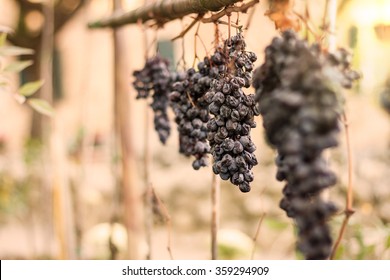 Dry grapes at sunset with sun beams. 