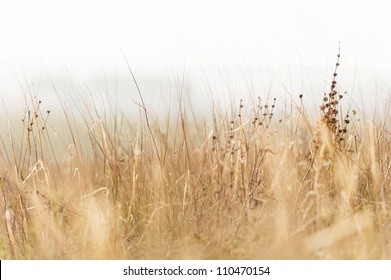 Dry Grass