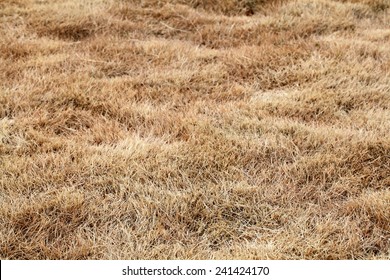 The Dry Grass