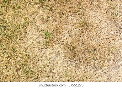 Dry Grass