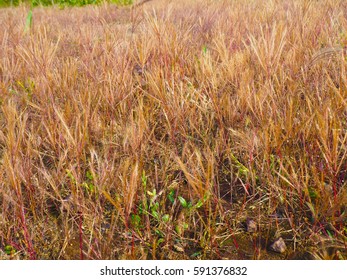 Dry grass
