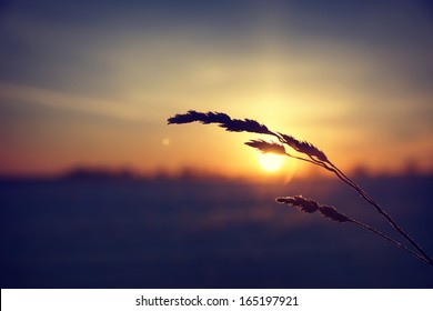 Dry grass against cold winter sunrise