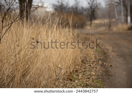 Dry grass along the road home