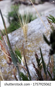 Dry Grass Awn That Can Be Dangerous For Dogs. June Grass Ears.