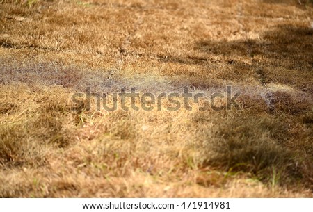 dry grass background