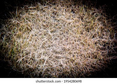 The Dry Grass In The Backyard