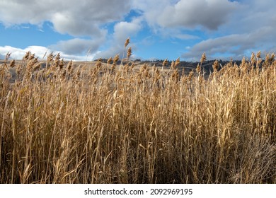 Dry Grass At The Base Of A Mountain In The Okanagan Valley In BC, Canada On A Sunny Autumn Day