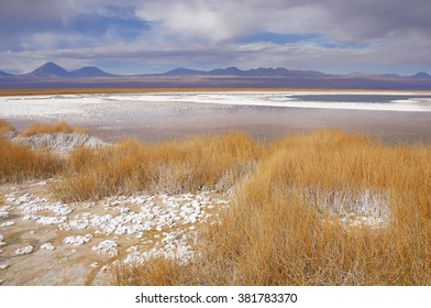 Dry grass by Laguna Cejar. Atacama desert. Chile.