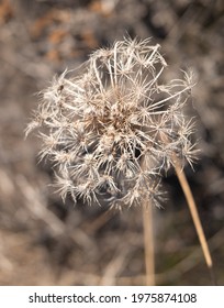 Dry Grass Close Up Against Blue Sky