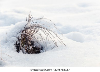 Dry grass covered with fluffy snow. Winter weather