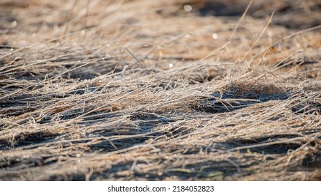 Dry Grass Covered With Frost. Early Spring. Web Banner.