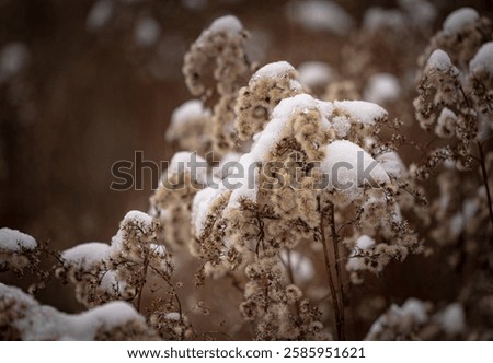 Similar – Image, Stock Photo Hoarfrost covered dried up garden plant
