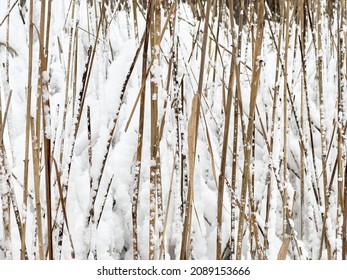 The Dry Grass Was Covered With Snow. Background. Mockup For Design