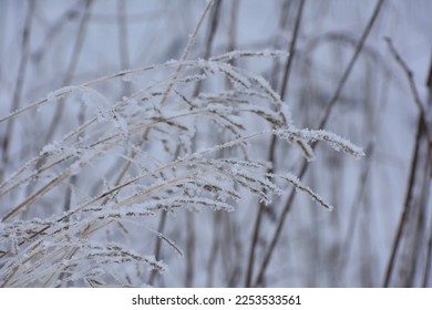 The dry grass covered with snow in front of the white natural background.