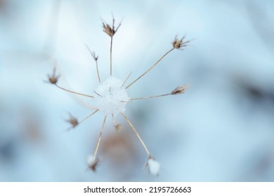 dry grass covered with snow, outdoor close up view in a winter season