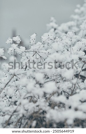 Similar – Image, Stock Photo Hoarfrost covered dried up garden plant