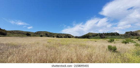 Dry Grass In A Field, Malibu, CA