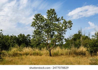 Dry grass field with solitary apple tree highlights arid landscape - Powered by Shutterstock