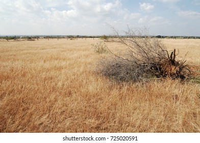Dry Grass in the Fields