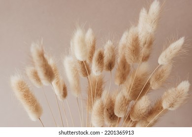 Dry grass flowers bouquet on beige background .  fluffy bunny tails Tan pom pom plants backdrop.Poster.Autumn vibes - Powered by Shutterstock