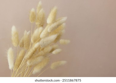 Dry grass flowers bouquet on beige background template with copy space.  fluffy bunny tails Tan pom pom plants backdrop.Poster.Autumn vibes - Powered by Shutterstock