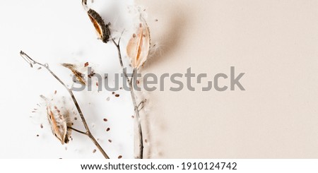Dry grass flowers milkweed seed pod bursting open with seeds, brown paper on white background. Milkweed Seeds and Pods.