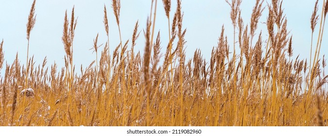 Dry grass golden straw reed heads silhouette on sky background, panoramic landscape. Coastal reed
