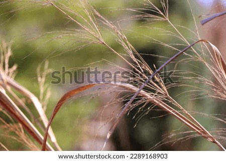 dry grass grains nature outside with brown sepia pictures of beautiful nature details 