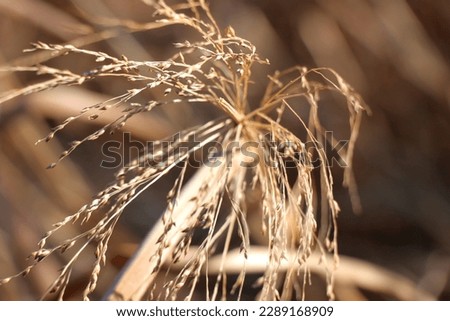 dry grass grains nature outside with brown sepia pictures of beautiful nature details 